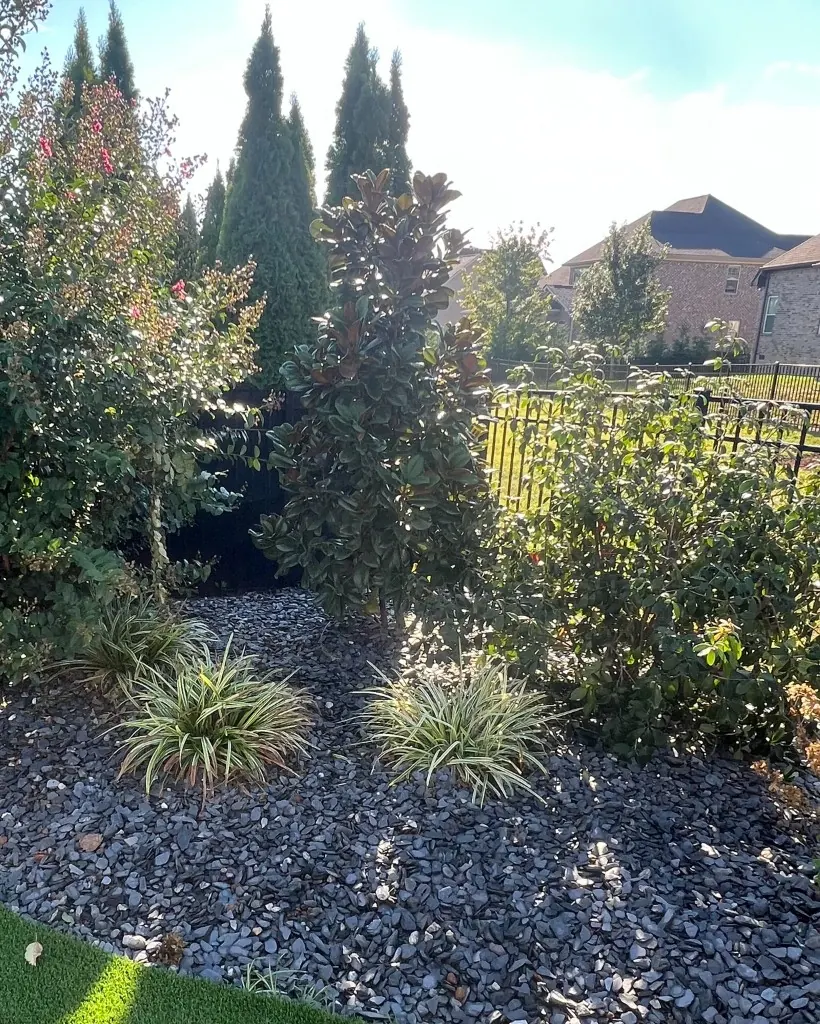 Teddy Bear Magnolia and a relocated shrub planted after tree removal in Spring Hill, Tennessee
