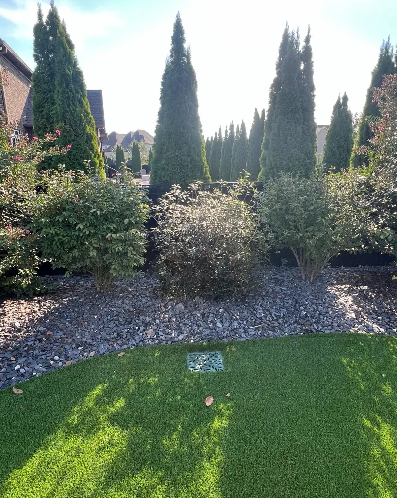Relocated azalea planted where a hydrangea was removed in Spring Hill, Tennessee