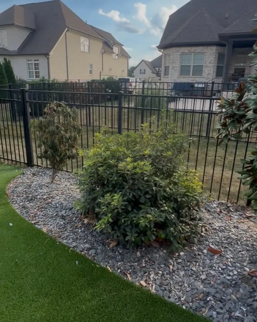 Existing shrubs in a decorative rock bed before relocation and new planting in Spring Hill, Tennessee