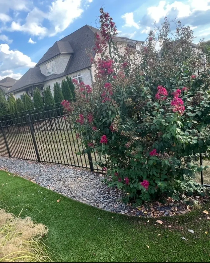 Flowering crape myrtle before Emerald Green Arborvitaes were installed in Spring Hill, Tennessee
