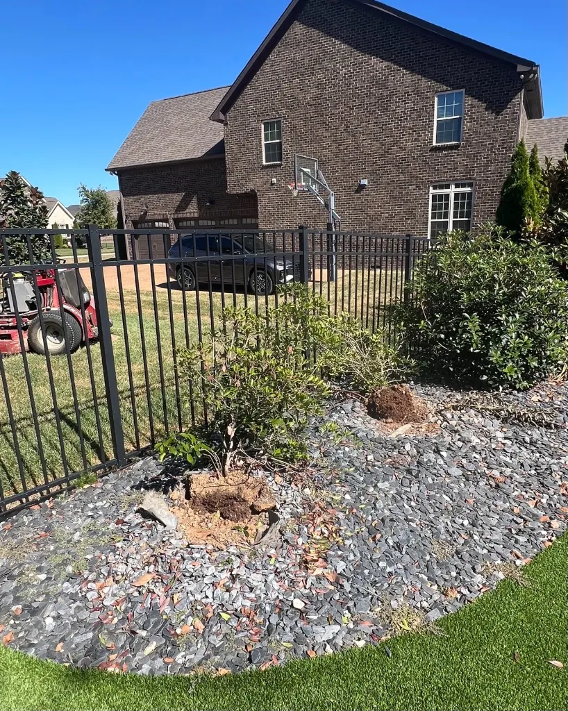 Shrubs dug for relocation in a decorative rock bed in Spring Hill, Tennessee