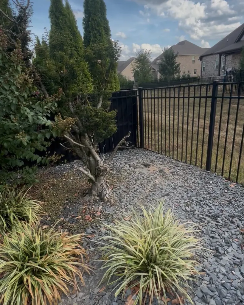 Unwanted tree in a decorative rock bed before removal in Spring Hill, Tennessee