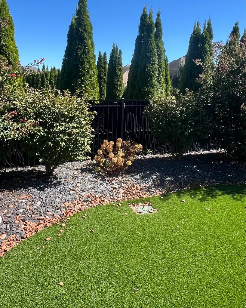 Hydrangea in a decorative rock bed before removal in Spring Hill, Tennessee