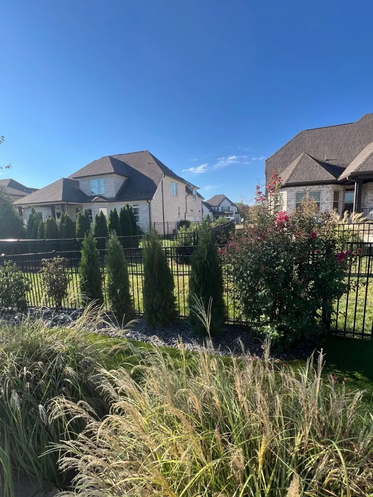 Finished backyard privacy planting with arborvitae and a flowering crape myrtle in Spring Hill, Tennessee