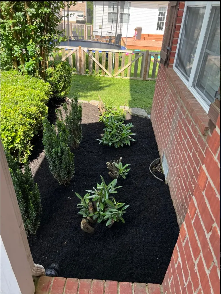 Side landscape bed after weed cleanup and fresh black mulch in Spring Hill, Tennessee