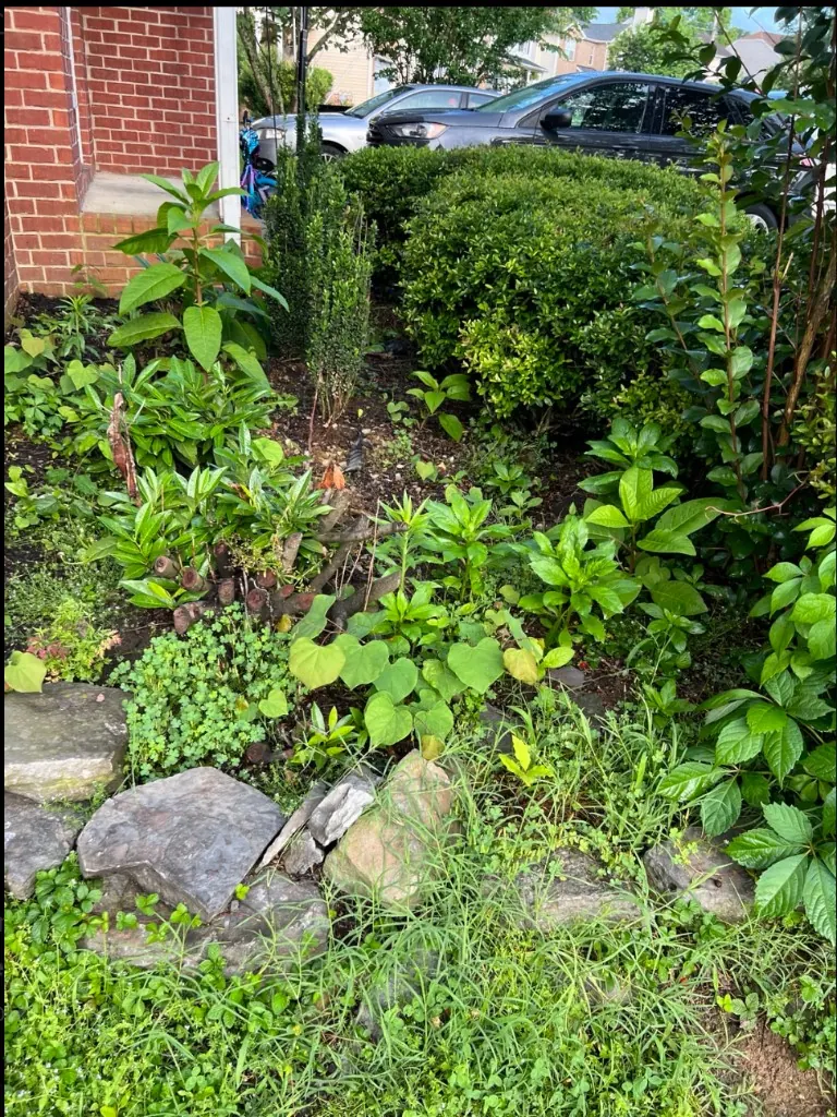 Overgrown landscape bed around existing shrubs before cleanup