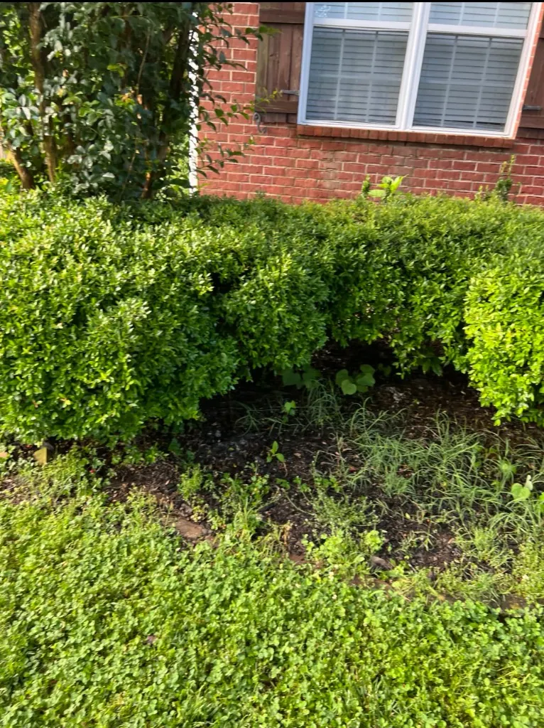 Overgrown landscape bed beneath shrubs before cleanup in Spring Hill, Tennessee