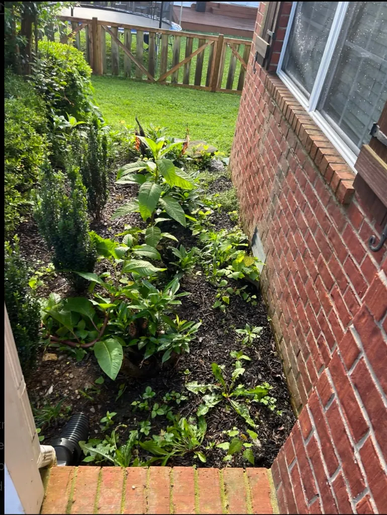 Overgrown side landscape bed before cleanup at a Spring Hill home