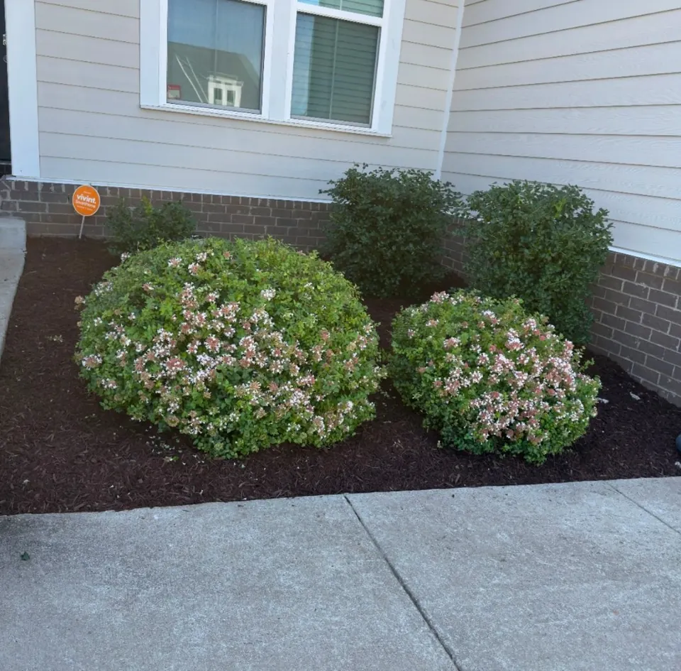 Trimmed shrubs and freshly mulched landscape bed after cleanup in Spring Hill, Tennessee