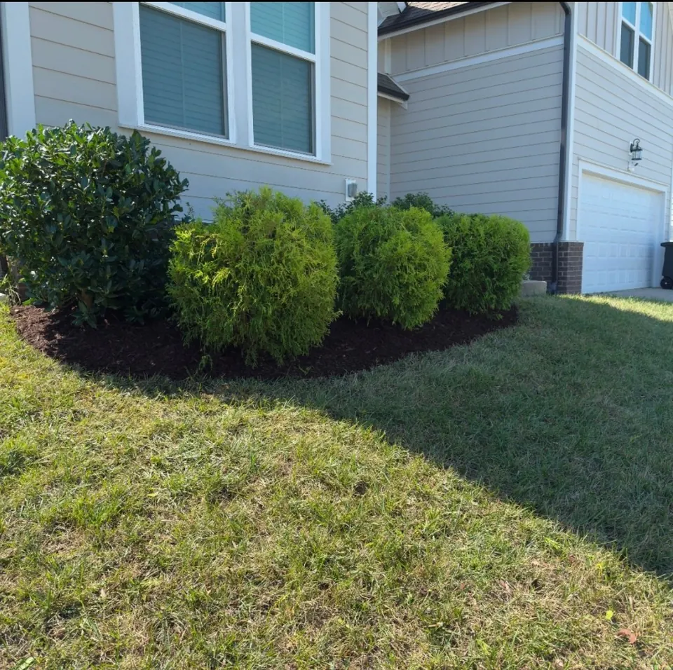Reshaped landscape bed with trimmed shrubs and fresh mulch in Spring Hill, Tennessee