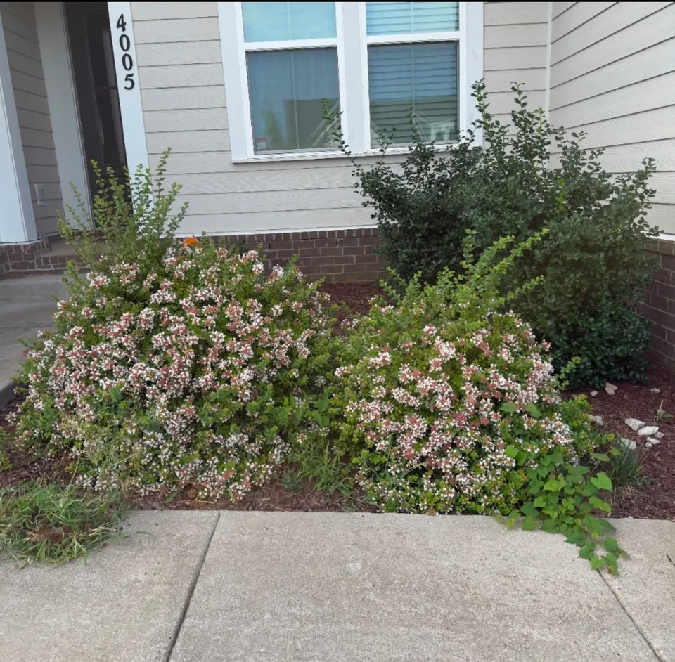 Overgrown landscape bed with weeds and shrubs before cleanup in Spring Hill, Tennessee