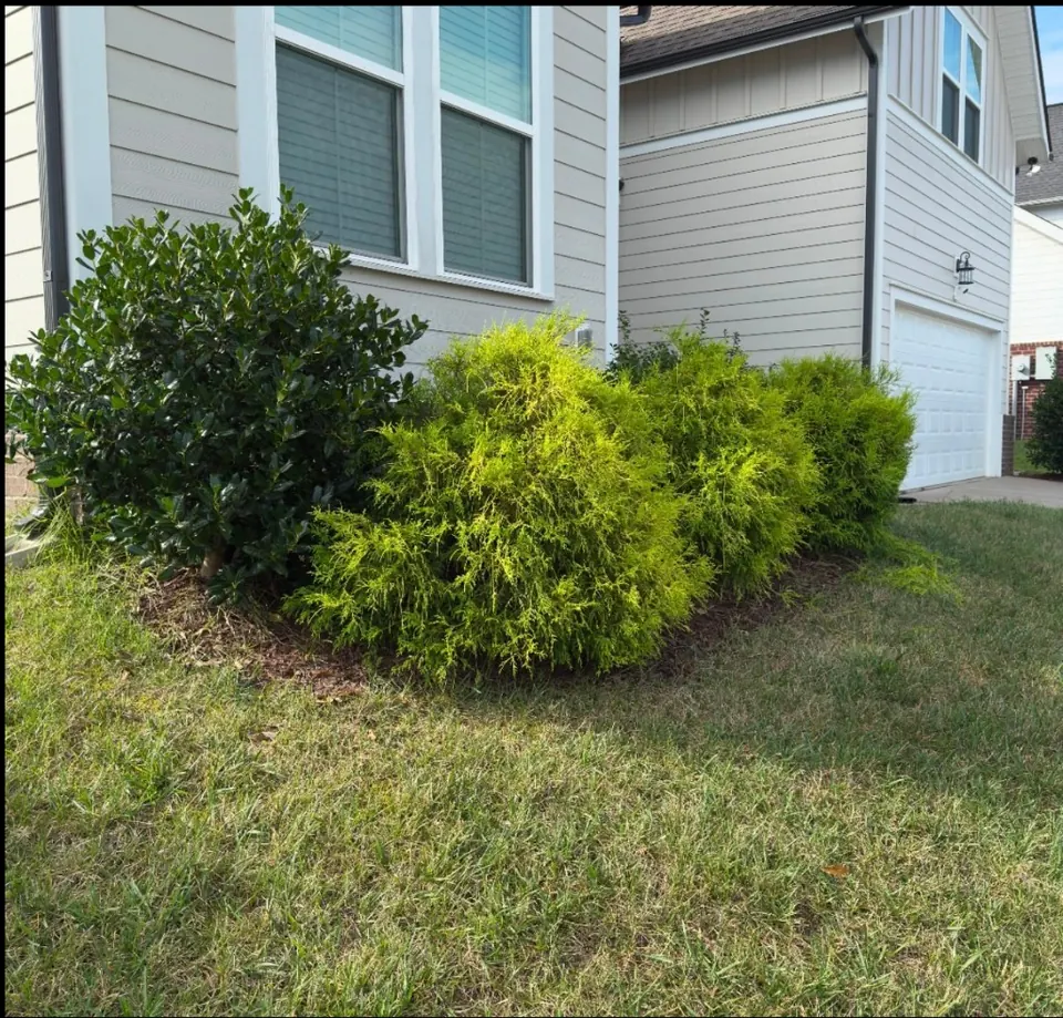 Overgrown landscape bed with undefined edge before reshaping and trimming in Spring Hill, Tennessee
