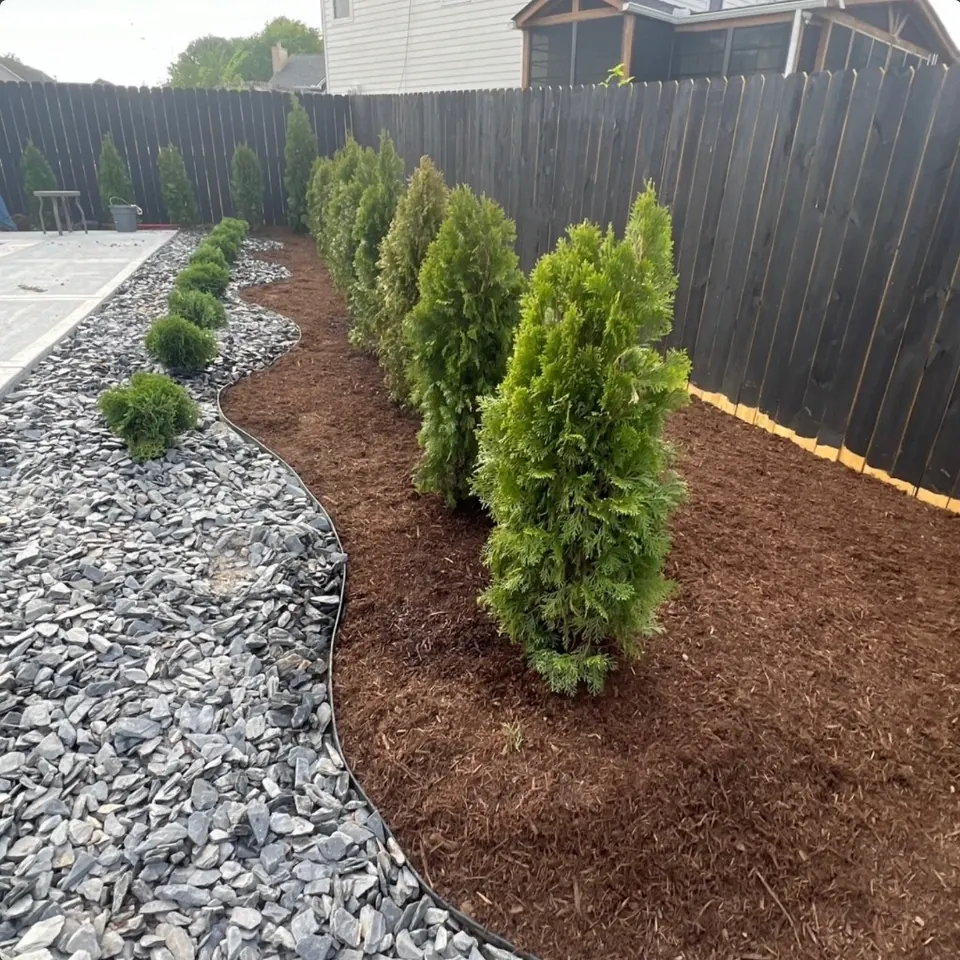 Finished mulched landscape bed with privacy trees along a fence in Spring Hill, Tennessee