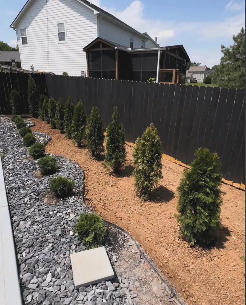 Privacy trees planted in bare soil beside a rock bed before final mulch finish in Spring Hill, Tennessee