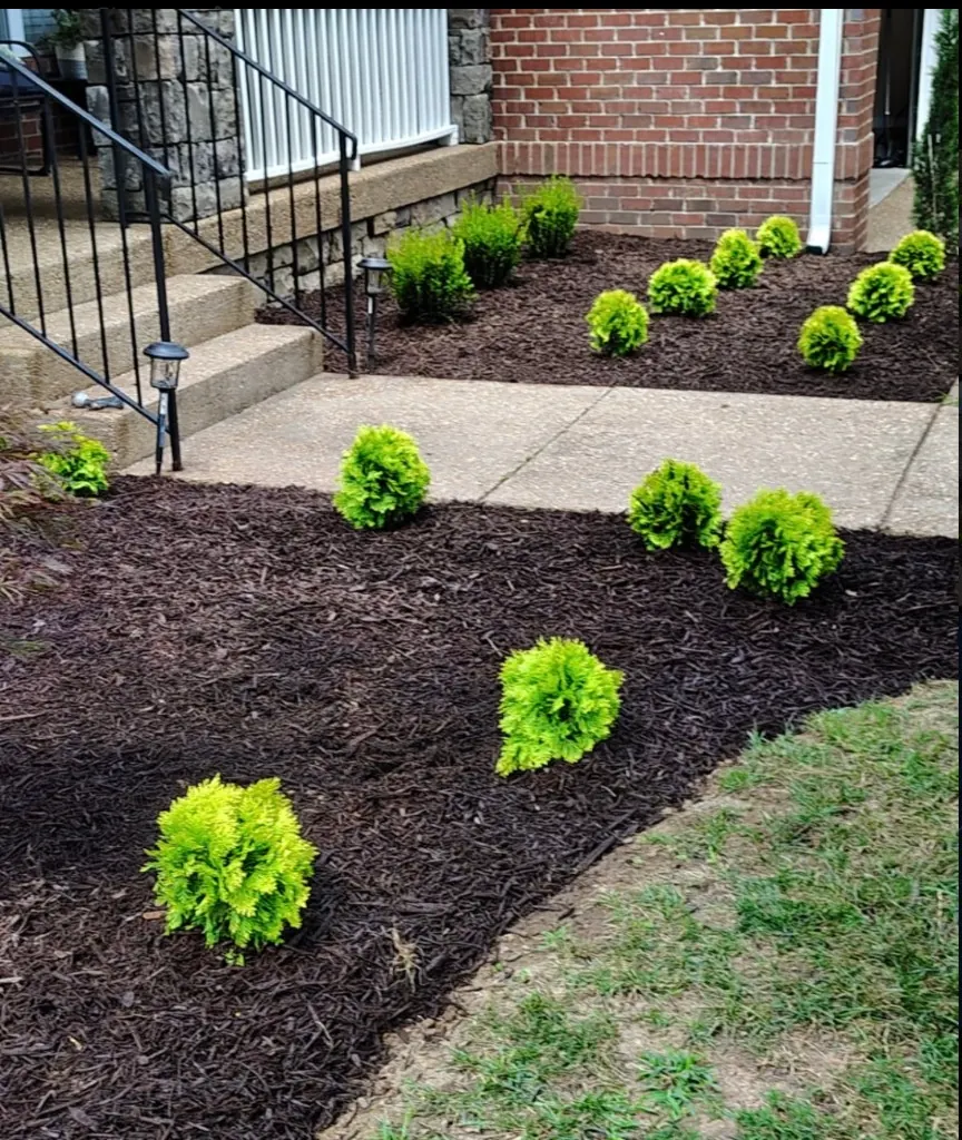 Finished mulch and plant installation around walkway in Spring Hill Tennessee