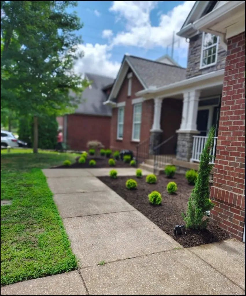 Completed landscape bed renovation with new plants and mulch in Spring Hill, Tennessee