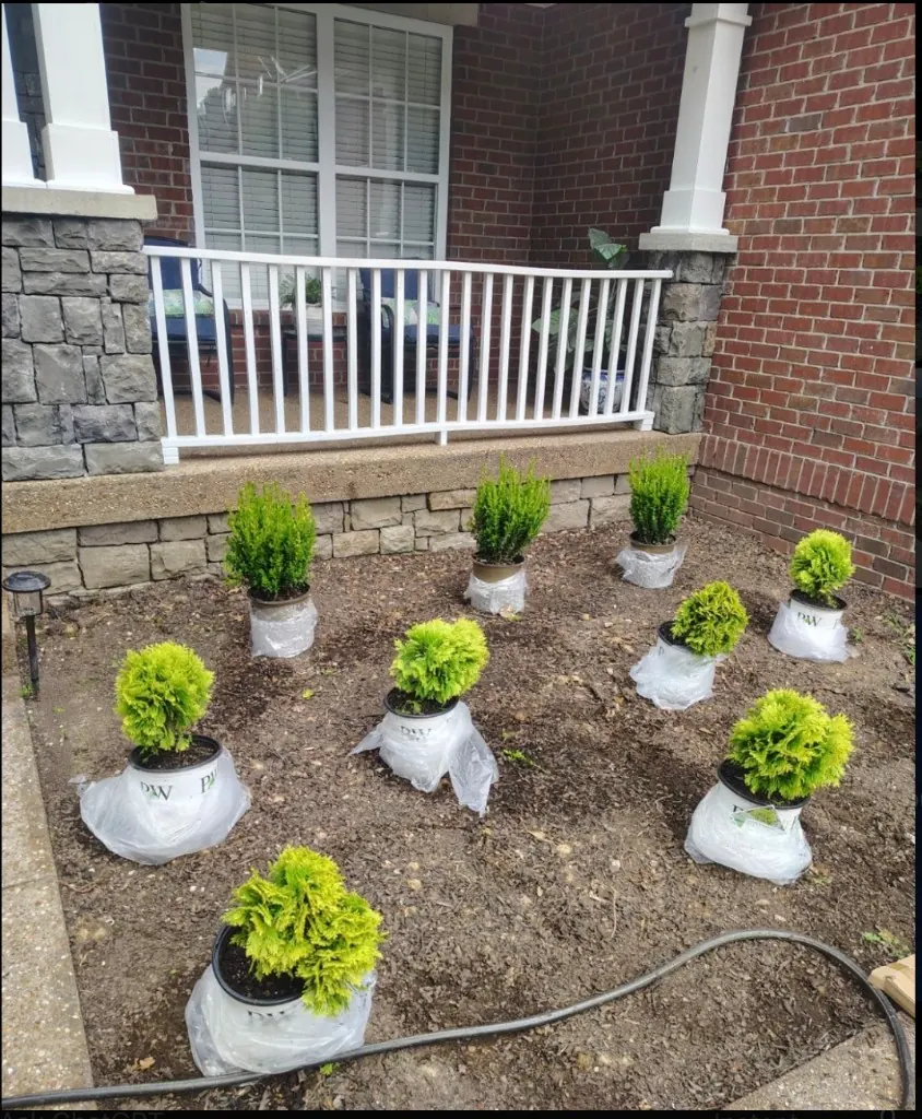 Landscape plants staged for installation in Spring Hill, Tennessee