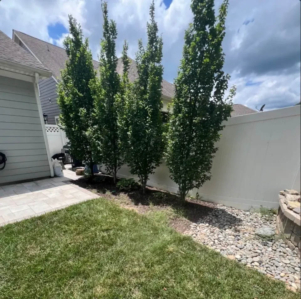 Backyard tree bed with sparse mulch and weeds before refresh in Spring Hill, Tennessee
