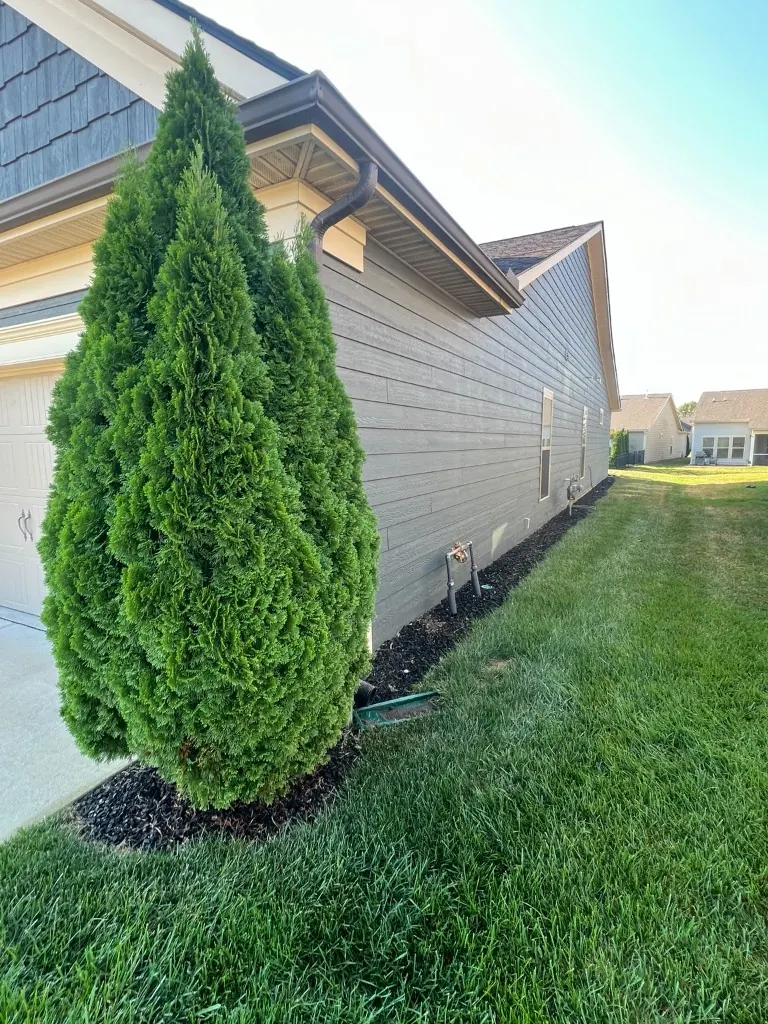 Side foundation bed with black rubber mulch and a tall evergreen before rubber mulch removal in Spring Hill, Tennessee
