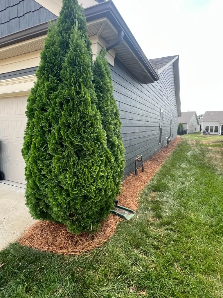 Side foundation bed with fresh pine straw, clean bed edge, and evergreen trees after pine straw installation in Spring Hill, Tennessee