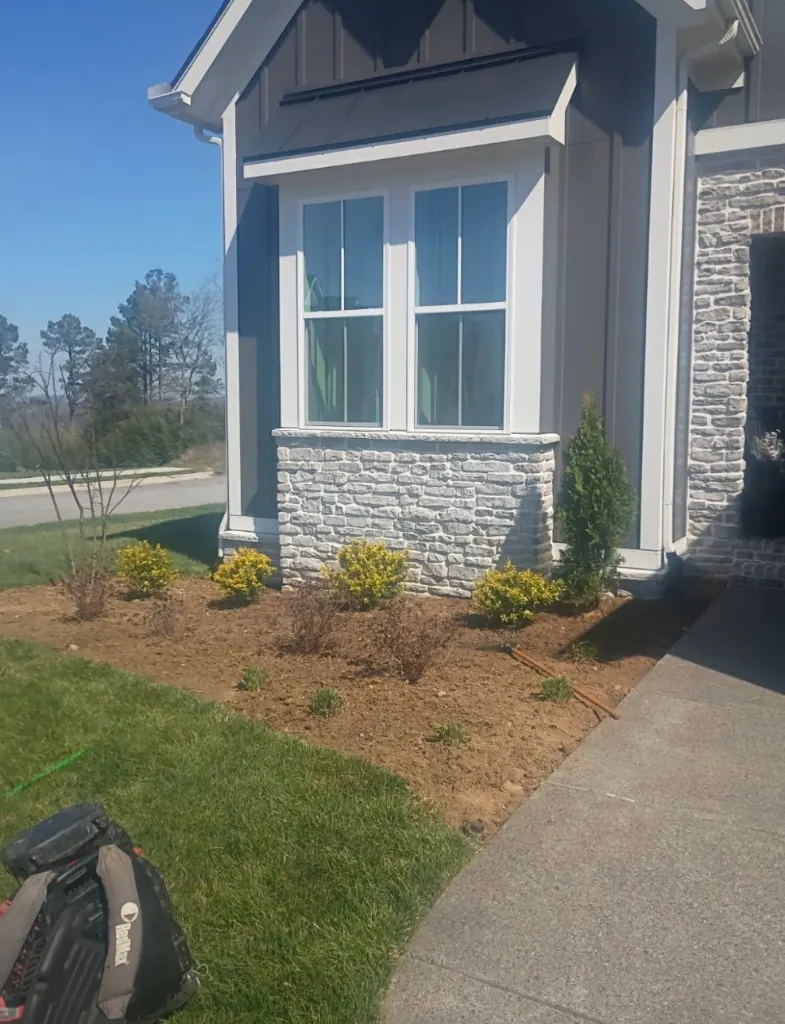 Landscape bed with old pine straw before cleanup in Thompson's Station, Tennessee