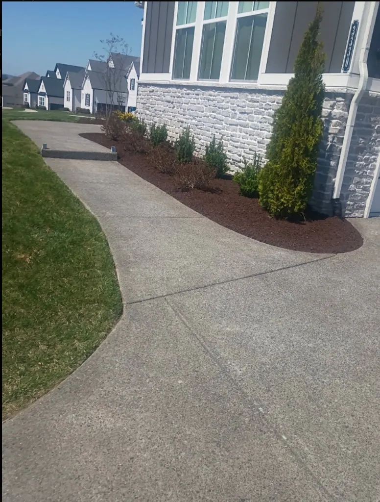 Front landscape bed after cleanup and fresh pine straw installation in Thompson's Station, Tennessee