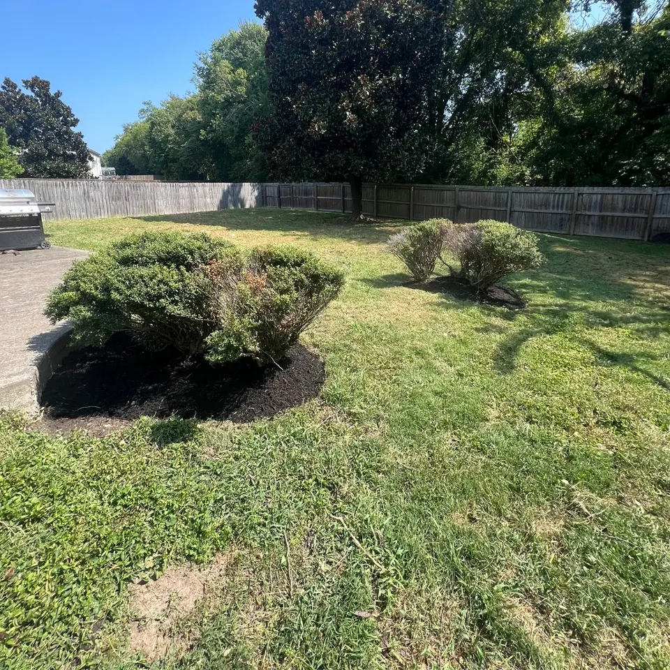 Backyard shrub beds with black mulch and mowed lawn after cleanup in Thompson's Station, Tennessee