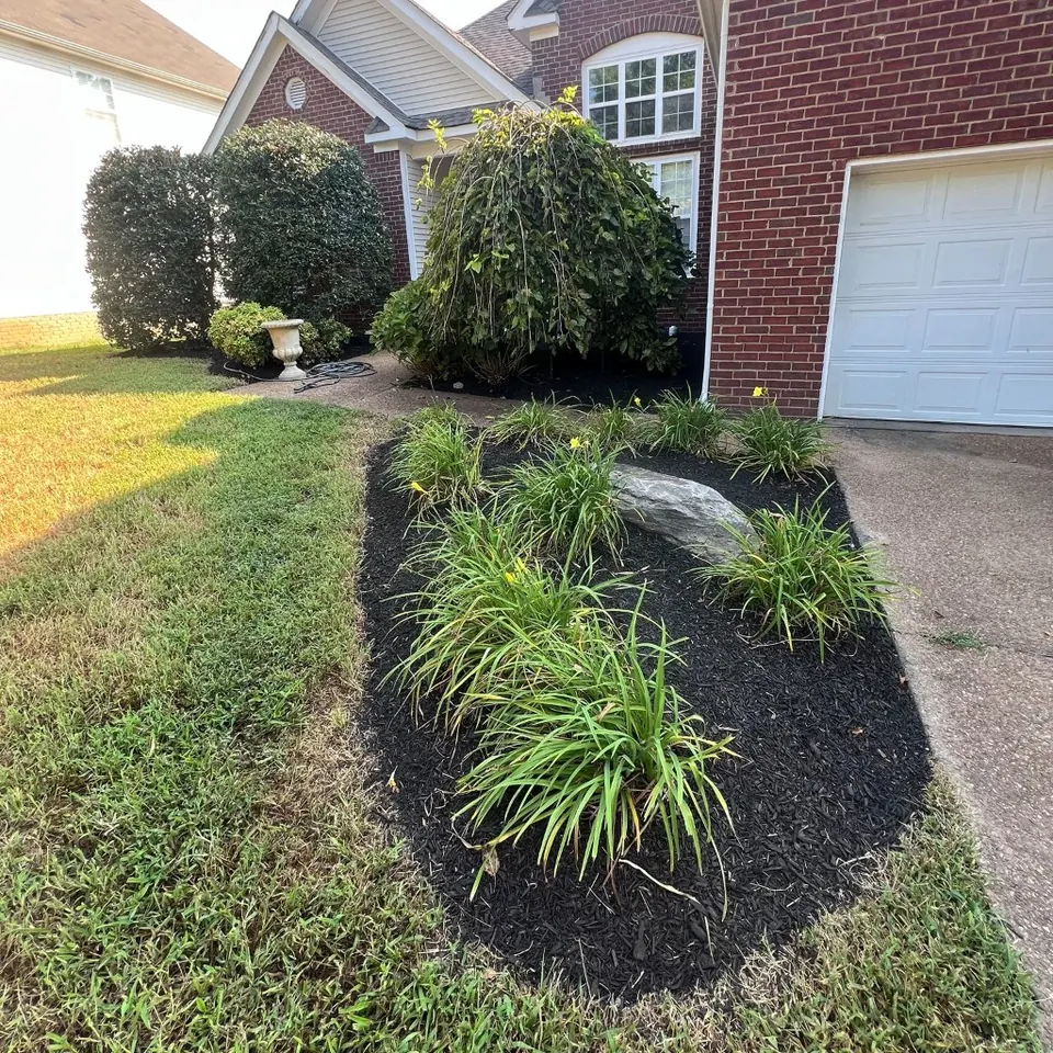 Front driveway landscape bed with black mulch and redefined edges in Thompson's Station