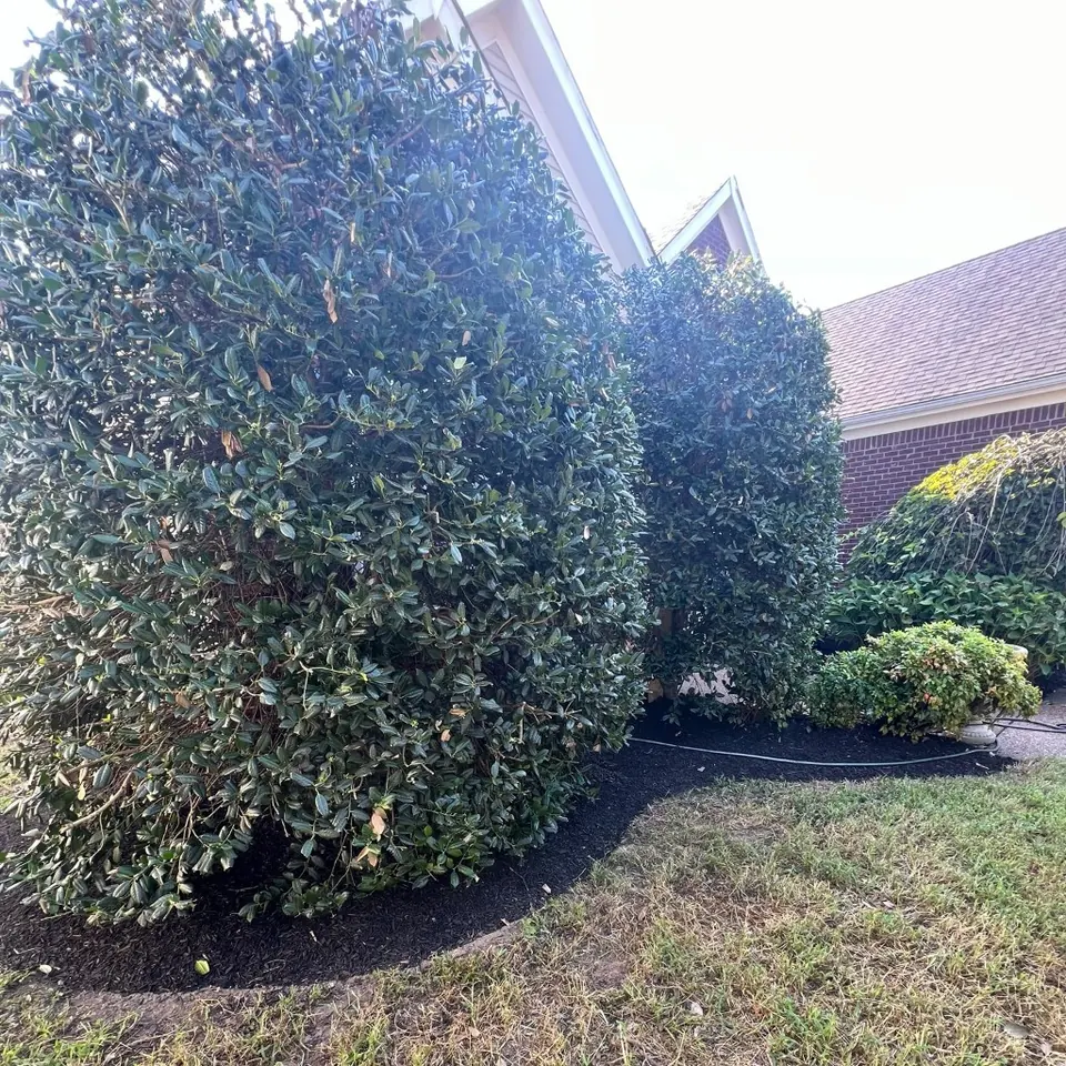 Front foundation bed with fresh black mulch and clean edge after cleanup in Thompson's Station, Tennessee