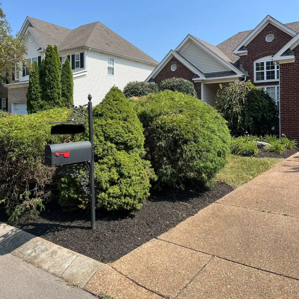 Mailbox front bed with fresh black mulch after property cleanup in Thompson's Station, Tennessee