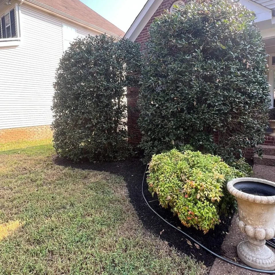 Side-entry foundation bed with reshaped edge and black mulch in Thompson's Station