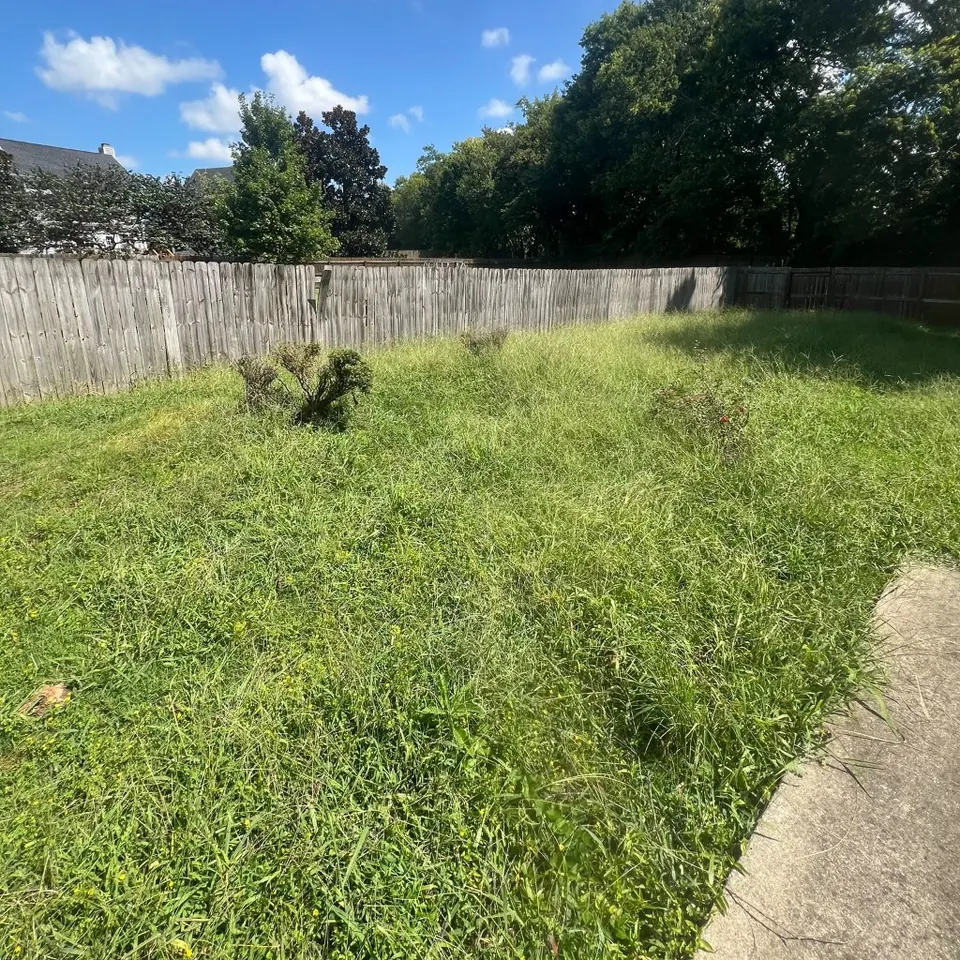 Heavily overgrown backyard lawn and shrub beds before cleanup in Thompson's Station, Tennessee