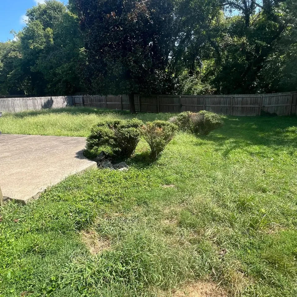 Heavily overgrown backyard shrub beds and lawn before cleanup in Thompson's Station, Tennessee