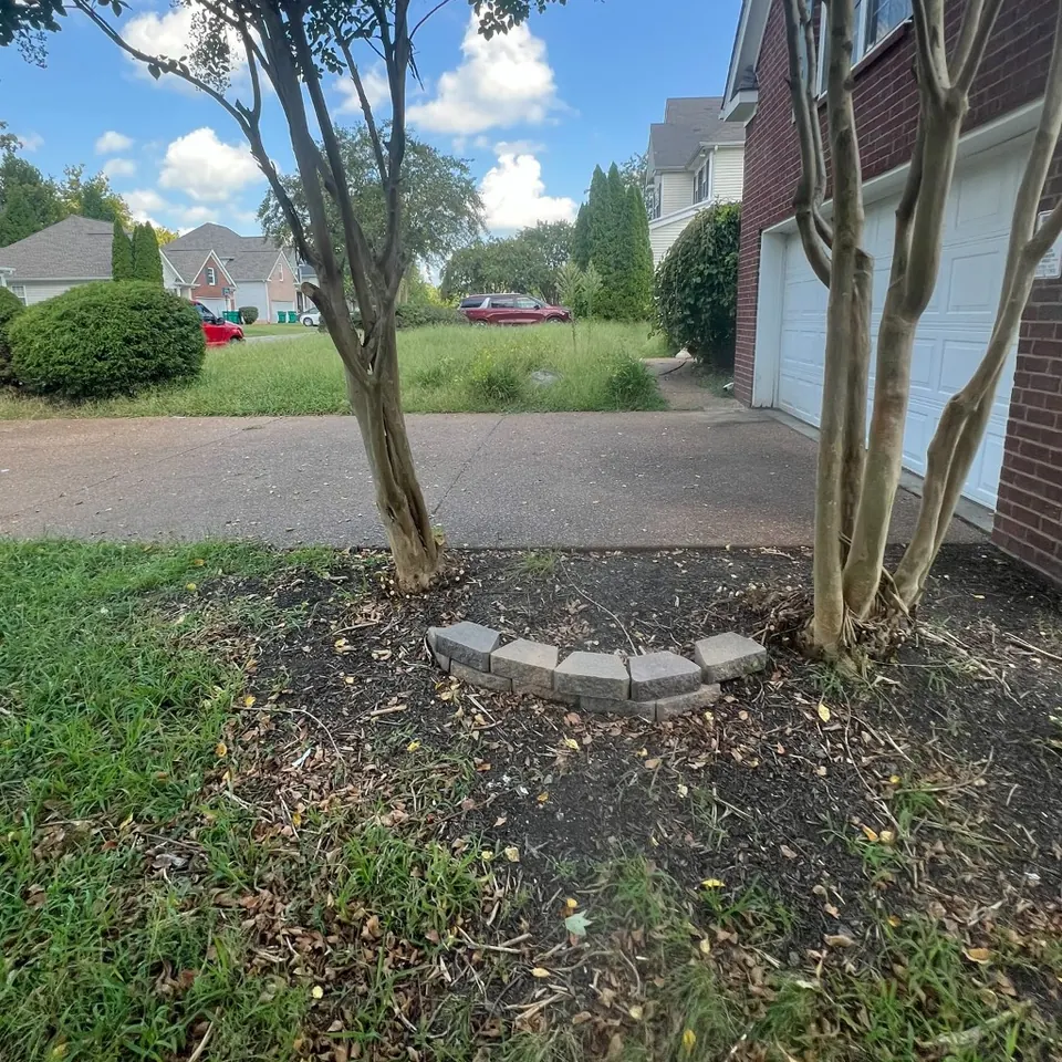 Weedy driveway tree bed with sparse mulch before cleanup in Thompson's Station, Tennessee