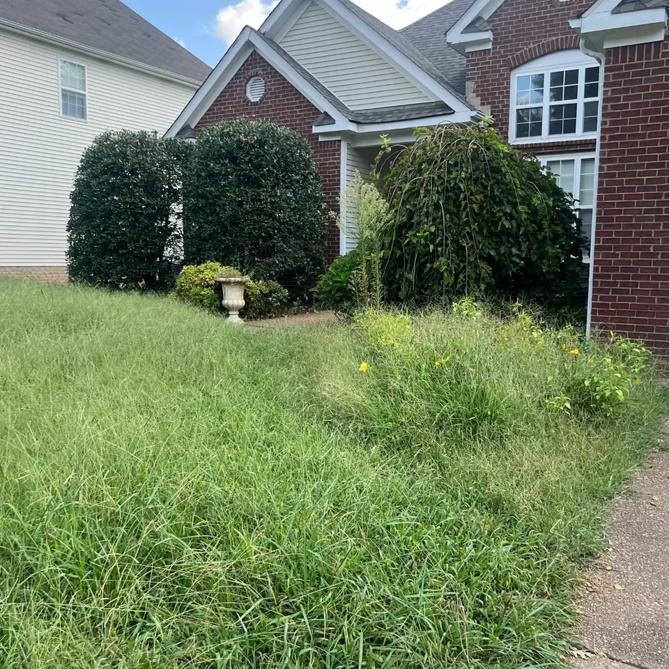 Heavily overgrown front landscape bed with tall grass before cleanup in Thompson's Station