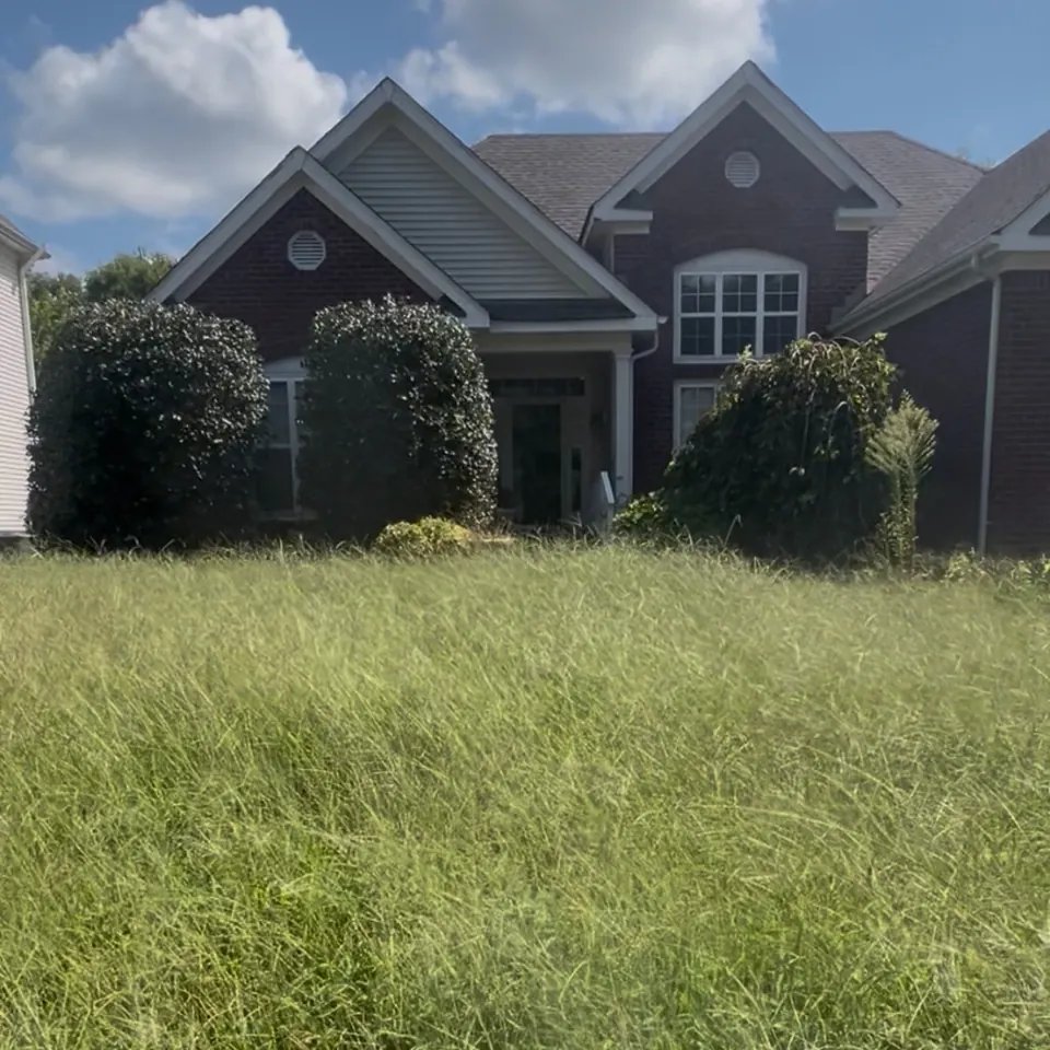 Heavily overgrown front lawn and foundation beds before cleanup in Thompson's Station, Tennessee
