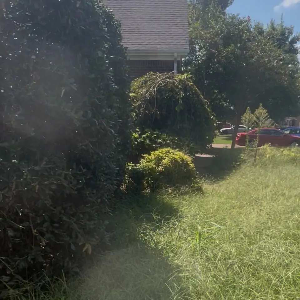 Overgrown front foundation bed with tall grass and weeds before cleanup in Thompson's Station, Tennessee