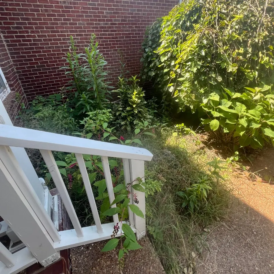 Heavily overgrown porch corner landscape bed before cleanup in Thompson's Station, Tennessee
