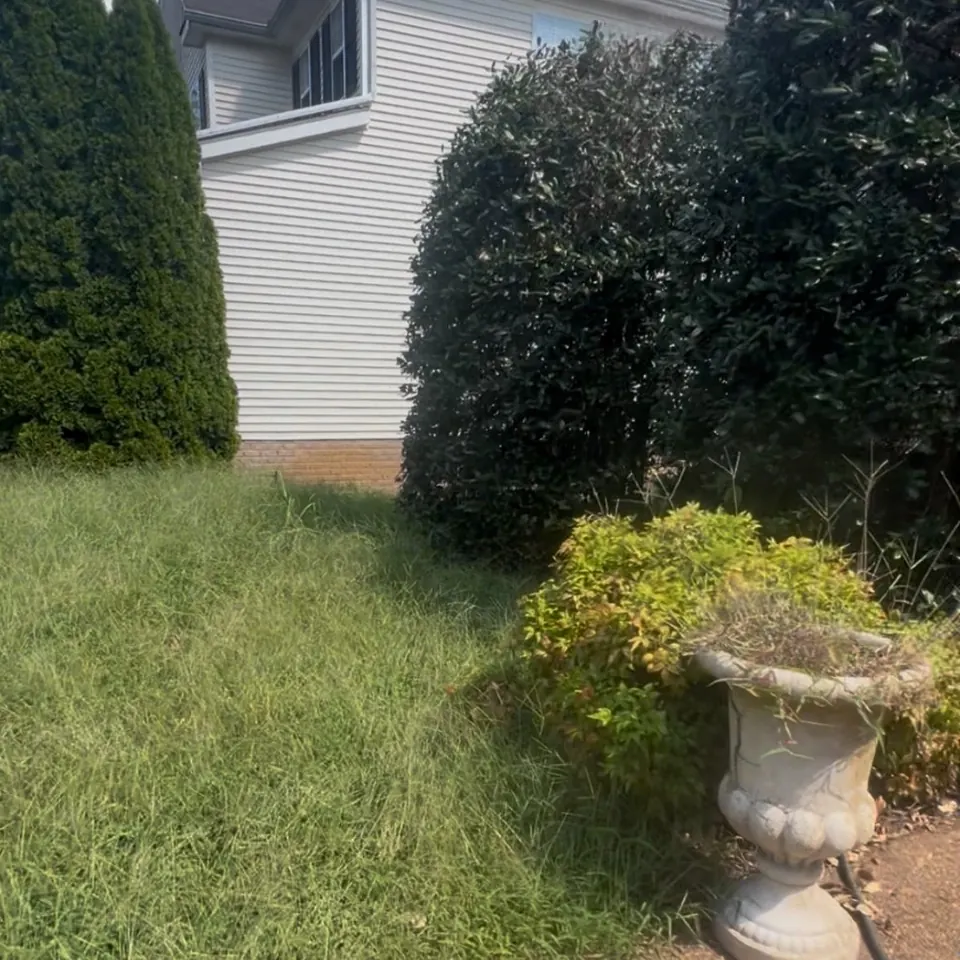 Overgrown side-entry foundation bed and tall lawn before cleanup in Thompson's Station