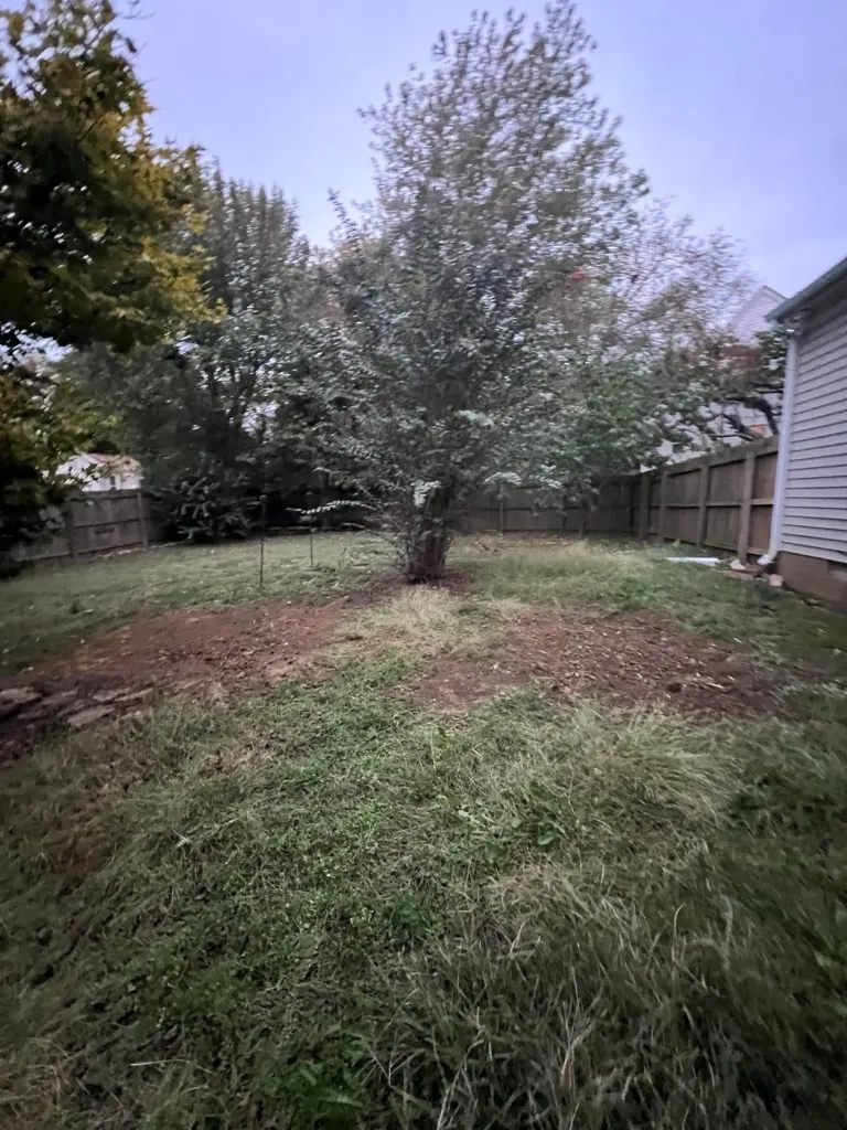 Wider backyard view after both shrubs were removed and the areas backfilled in Thompson's Station, Tennessee