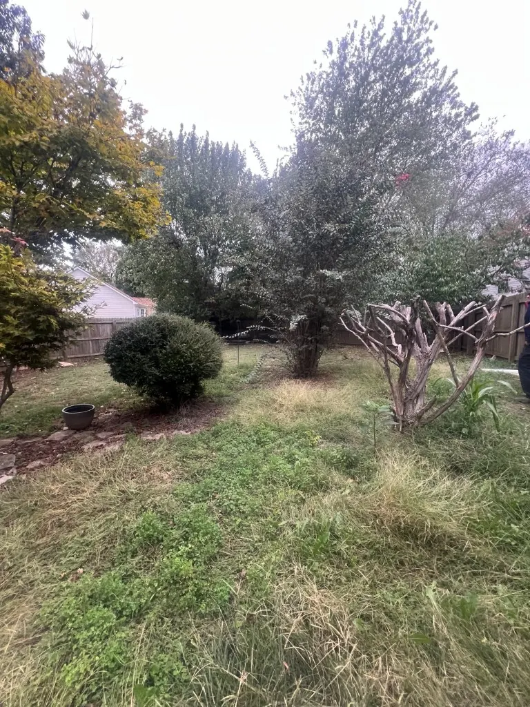 Wider backyard view with two large established shrubs before removal in Thompson's Station, Tennessee