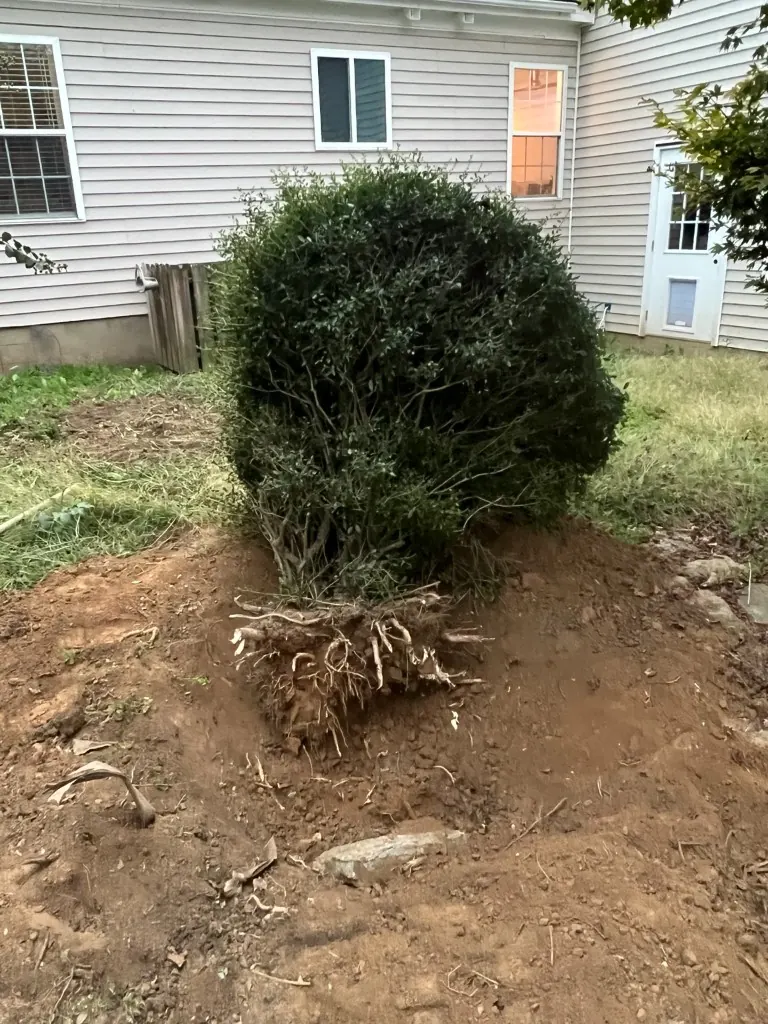 Excavated shrub with its root ball and root system exposed during removal in Thompson's Station, Tennessee